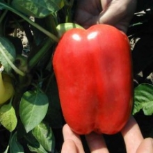 Перец Никита F1 - ООО «Семена Тут»