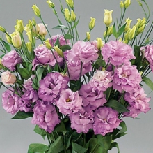 Эустома Супер Мэджик Лилак [1000 драже] - ООО «Семена Тут»