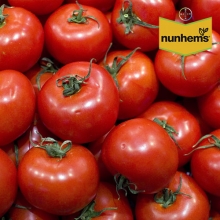 Томат Платинум F1 - ООО «Семена Тут»