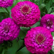 Цинния Лиллипут Парпл - ООО «Семена Тут»