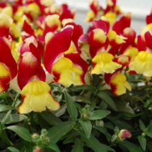 Львиный зев Снэппи Ред энд Еллоу  [1000 шт] - ООО «Семена Тут»