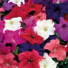 Петуния грандифлора Лимбо Джи Пи Микс [100 драже] - ООО «Семена Тут»