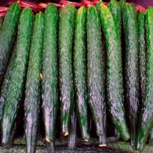 Огурец Китайский F1 - ООО «Семена Тут»