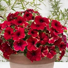 Петуния грандифлора Романтика Софи [100 драже] - ООО «Семена Тут»