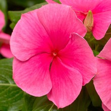 Катарантус Кора Дип Строуберри [100 шт] - ООО «Семена Тут»