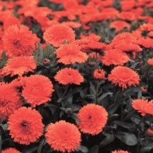 Календула махровая Ред виз блэк центр - ООО «Семена Тут»