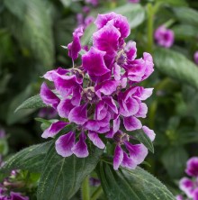 Куфея Шрирача F1 Лавендер Биколор [100 шт] - ООО «Семена Тут»