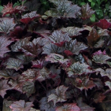 Гейхера Палас Парпл [1000 драже] - ООО «Семена Тут»