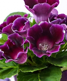 Глоксиния Импресс Парпл [100 драже] - ООО «Семена Тут»