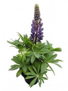 img-1: Люпин Люпини Блю Шейдес [100 шт] - ООО «Семена Тут»