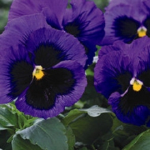 Виола крупноцветковая Маммот Блу-ти-фул [1000 шт] - ООО «Семена Тут»