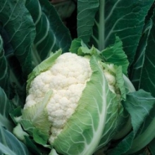 Капуста цветная Франсуаза (инкруст.семена) - ООО «Семена Тут»