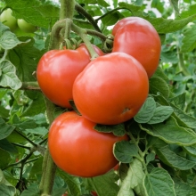 Томат Дебют F1 - ООО «Семена Тут»