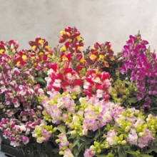 Львиный зев Флорал Шауэрс Биколор Микс [100 шт] - ООО «Семена Тут»