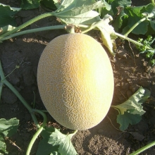 Дыня Эльдорадо - ООО «Семена Тут»