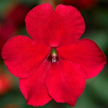 Бальзамин Имара F1 Ред [1000 шт] - ООО «Семена Тут»