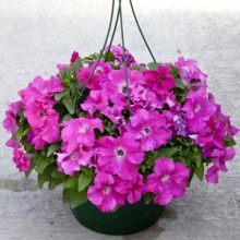 Петуния грандифлора Эспрессо Грандэ Пинк [1000 драже] - ООО «Семена Тут»