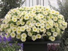 img-2: Петуния ампельная Опера Лемон [100 драже] - ООО «Семена Тут»
