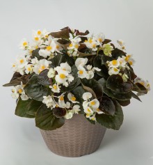 img-1: Бегония гибридная Боулер Вайт [1000 драже] - ООО «Семена Тут»