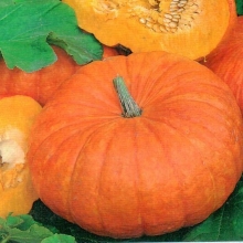 Тыква Конфетка - ООО «Семена Тут»