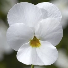 Виола рогатая Эндурио F1 Вайт [1000 шт] - ООО «Семена Тут»