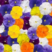 Виола крупноцветковая Дельта Про Пьюр Колорс микс [1000 шт] - ООО «Семена Тут»