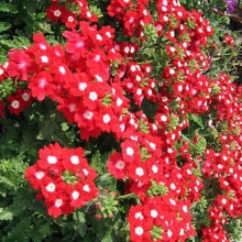 Вербена ампельная Обсешн Каскад Ред виз Ай [100 шт] - ООО «Семена Тут»