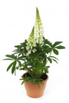 img-1: Люпин Люпини Вайт [100 шт] - ООО «Семена Тут»