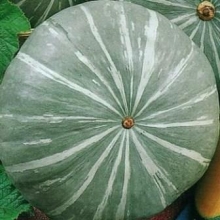 Тыква Лечебная - ООО «Семена Тут»