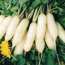 Редис Осенний гигант - ООО «Семена Тут»