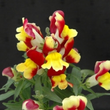 Львиный зев Флорал Шауэрс Ред энд Еллоу Биколор [100 шт] - ООО «Семена Тут»