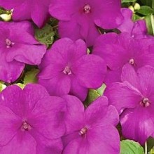 img-1: Бальзамин Экстрим F1 Виолет [1000 шт] - ООО «Семена Тут»