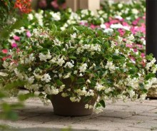 img-1: Бегония гибридная Хула Блаш [100 драже] - ООО «Семена Тут»