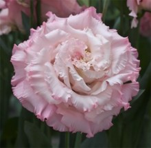 Эустома Корелли СУ 3 Лайт Пинк [1000 драже] - ООО «Семена Тут»