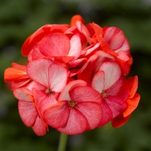 Пеларгония зональная Пинто Премиум Салмон Сплеш [1000 шт] (инкруст. семена) - ООО «Семена Тут»