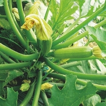 Кабачок Аделия F1 - ООО «Семена Тут»