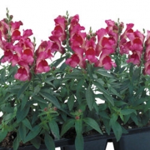 Львиный зев Флорал Шауэрс Фуксия  [100 шт] - ООО «Семена Тут»