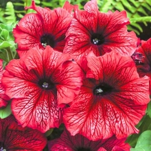 Петуния грандифлора Дэдди Ред [10 драже] - ООО «Семена Тут»