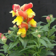 Львиный зев Флорал Шауэрс Эприкот Биколор [1000 шт] - ООО «Семена Тут»