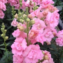 Львиный зев махровый Твинни Роуз [1000 шт] - ООО «Семена Тут»