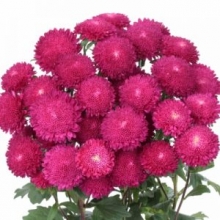 img-1: Астра Бонита  Пинк [2500 шт] - ООО «Семена Тут»