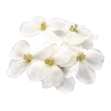 img-1: Арабис кавказский Кэтвок Вайт [100 драже] - ООО «Семена Тут»