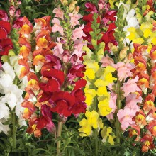 Львиный зев Эрроу Формула смесь [1000 шт] - ООО «Семена Тут»