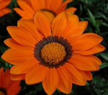 Газания Энорма Оранж Виз Ринг [100 шт] - ООО «Семена Тут»