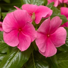 img-1: Катарантус Кора Дип Строуберри [1000 шт] - ООО «Семена Тут»