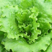 Салат Кучерявец Одесский - ООО «Семена Тут»