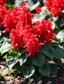 img-3: Сальвия Мохаве Ред [1000 шт] - ООО «Семена Тут»