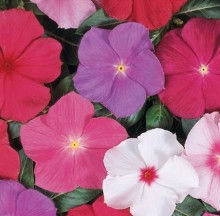 Катарантус Хитвэйв Миднайт Микс [1000 шт] - ООО «Семена Тут»