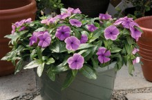 img-1: Катарантус ампельный Солар Аваланж Блюберри [100 шт] - ООО «Семена Тут»