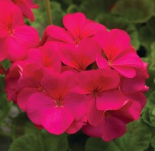 Пеларгония зональная Пинто Премиум Виолет [100 шт] (инкруст. семена) - ООО «Семена Тут»